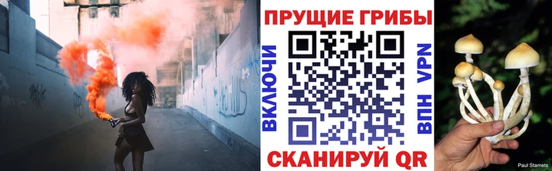 Псилоцибиновые грибы Psilocybe  где продают   Куровское 